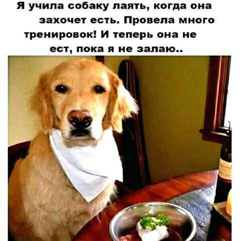 я учила собаку паять когда он захочет есть Провена много тренировок И теперь она не ест ОКЗ Я не занято