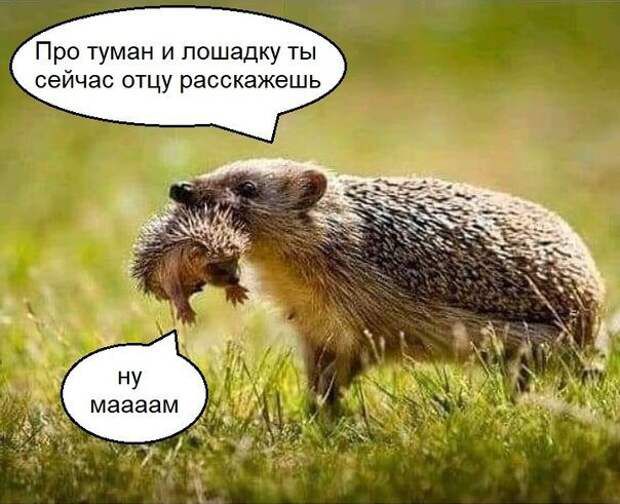 Про туман и лошадку ты сейчас отцу расскажешь п 4 НУ маааам _ _