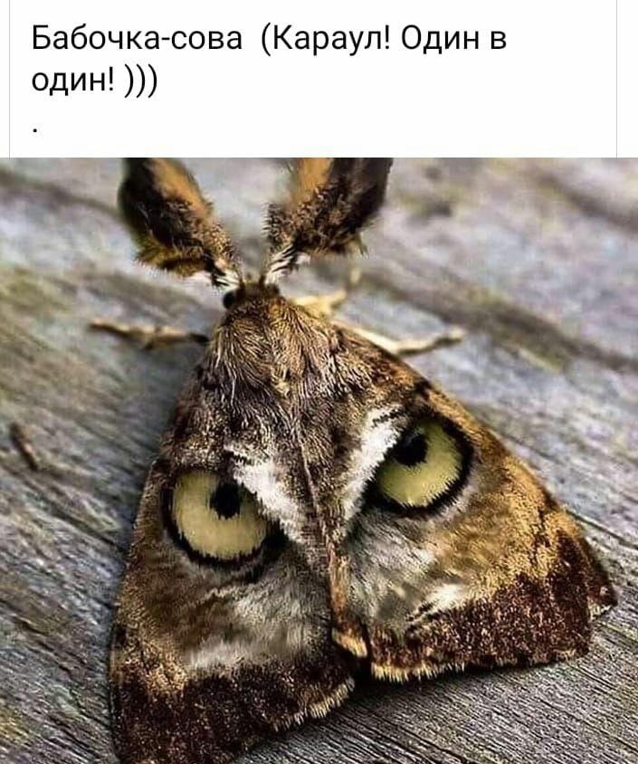 Бабочка сова Караул Один в один