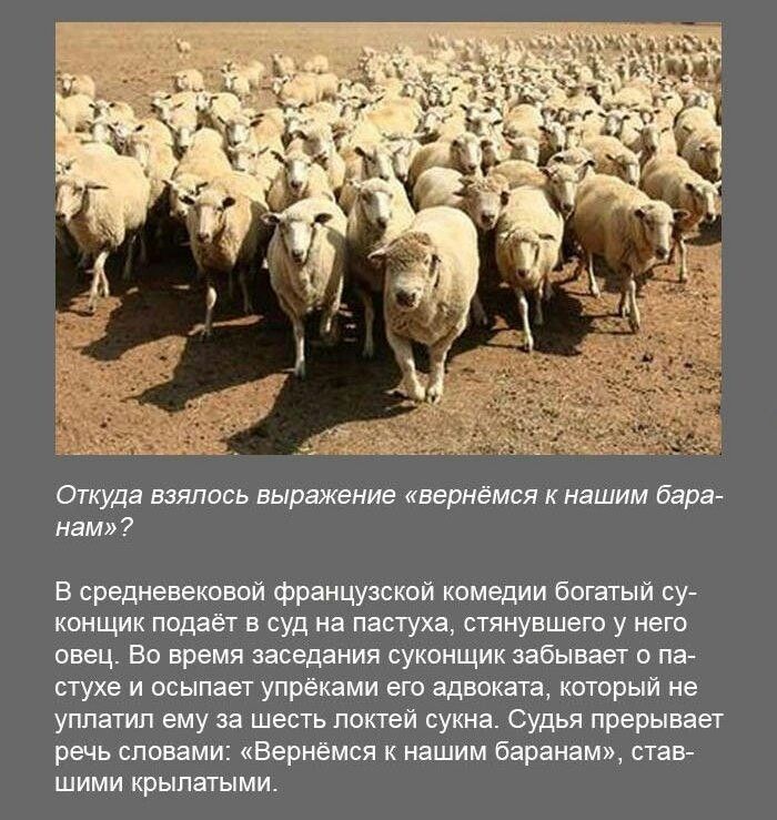 Откуда выпив выражение вернёмся нашим бара нам и средними Франщмюп комедии битый су конщик подаёт в суд на паста стянувшет у него евец Во время заседания сукоищик забывает о па стуке и осыпает упрёквми вт вдьеквш кторый не уплатил ему и шесть лепет сукна Судья прерывает речь слова ди Вернемся к каими барана став шими крылатыми