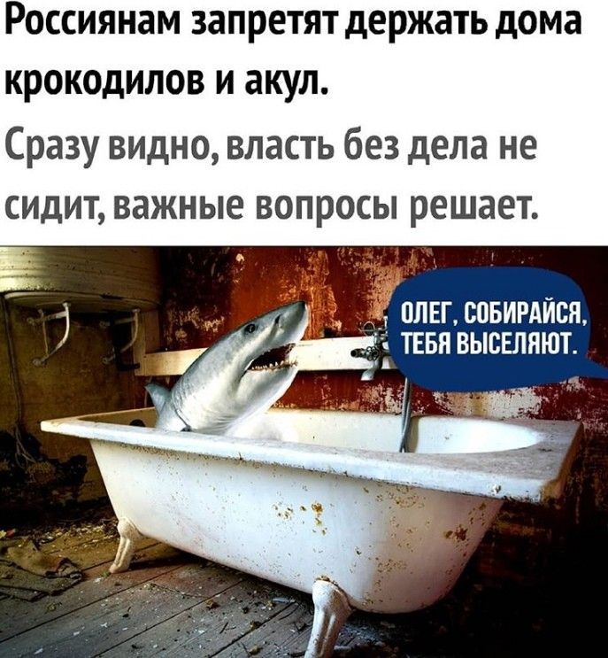 Россиянам запретят держать дома крокодилов и акул Сразу видно власть без дела не СИДИТ важные вопросы РЕШЭЕТ ПЛЕЕШБИРАЙБЯ _ ТЕБП ВЫБЕППЮТ