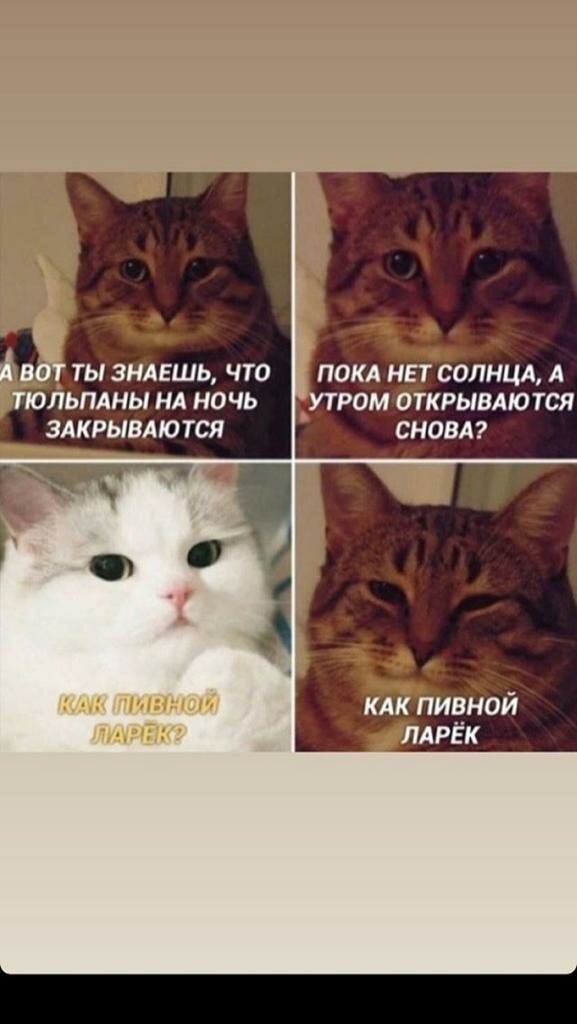 А ВОТ ТЫ ЗНАЕШЬ ЧТО ПОКА НЕТ СОЛНЦА А ТЮЛЬПАНЫ НА НОЧЬ УТ РОМ ОТКРЫВАЮТСЯ ЗАКРЫЕАЮ ТСП СНОВА ми іішчтиг кдк пивной чтддкг лАРЁк