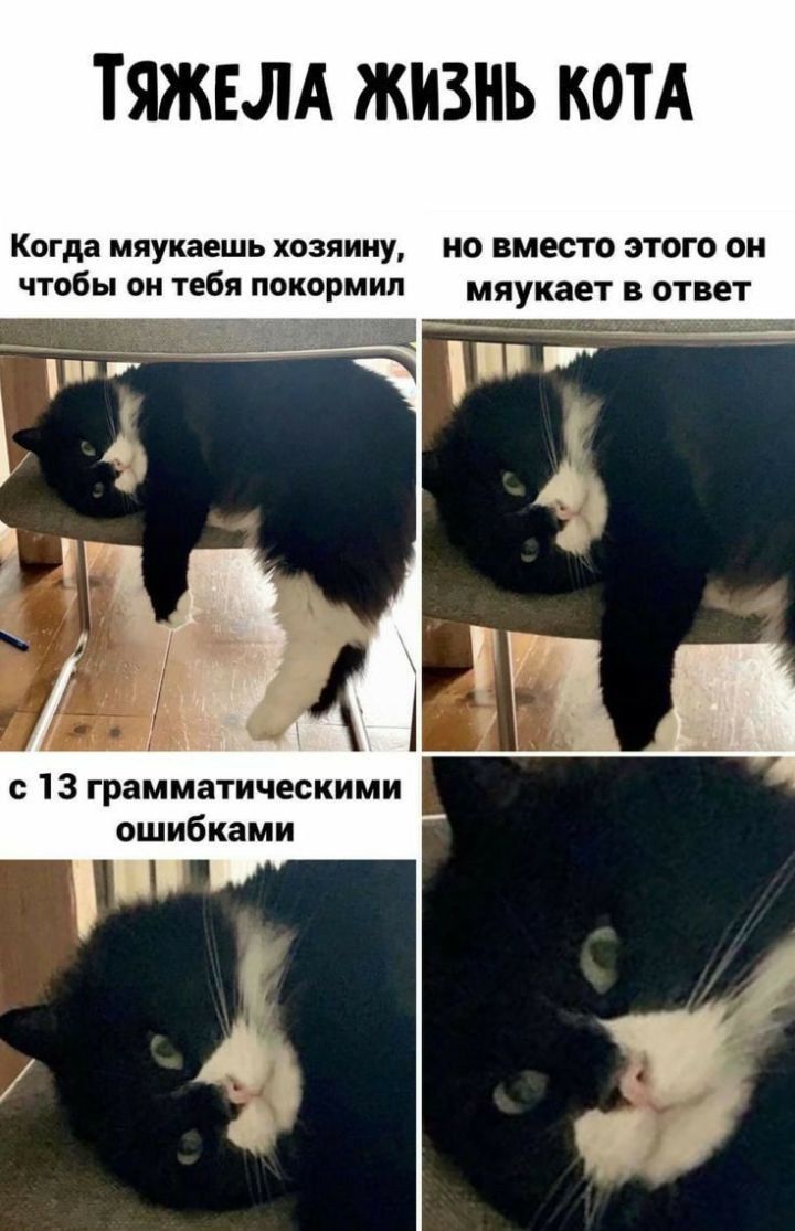 ТЯЖЕЛА ЖИЗНЬ КОТА Когда мяукаешь хозяину но вместо этого он чтобы он пбя покормип мяуиает отиет 13 грамматическими ошибками