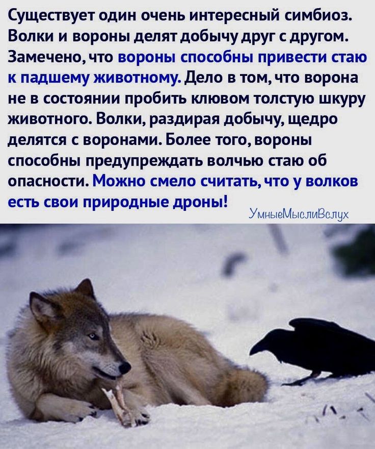 Существует один очень интересный симбиоз Волки и вороны делят добычудруг другом Замеченочто вороны способны привести стаю К ППДШЕМУ ЖИВОТНОМудЕЛО В ТОМ ЧТО ворона не в состоянии пробить клювом толстую шкуру животного Волки раздирая добычу щедро делятся воронами Более того вороны способны предупреждать волчью стаю об ОПЗЕНОПИ ЁЛОЖНО СМЁЛО СЧИТЭТЬ ЧТО у ВОЛКОВ есть свои природные дрены Мим Г с