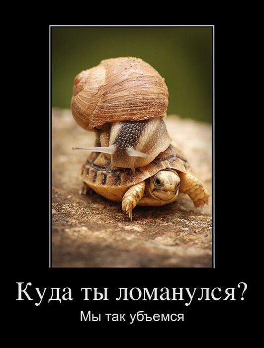 Куда ты ломанулся Мы так убъемся