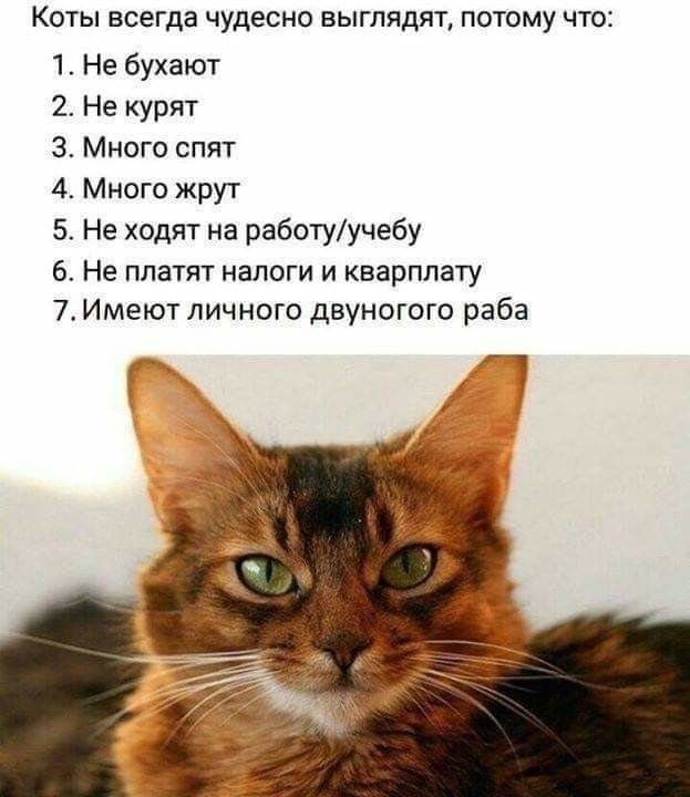 Коты всегда чудесно выглядят потому что 1 Не бухают 2 Не курят 3 Много спят 4 Много жруг 5 Не ходят на работуучебу 6 Не платит налоги и кварплату 7 Имеют личного двуногого раба