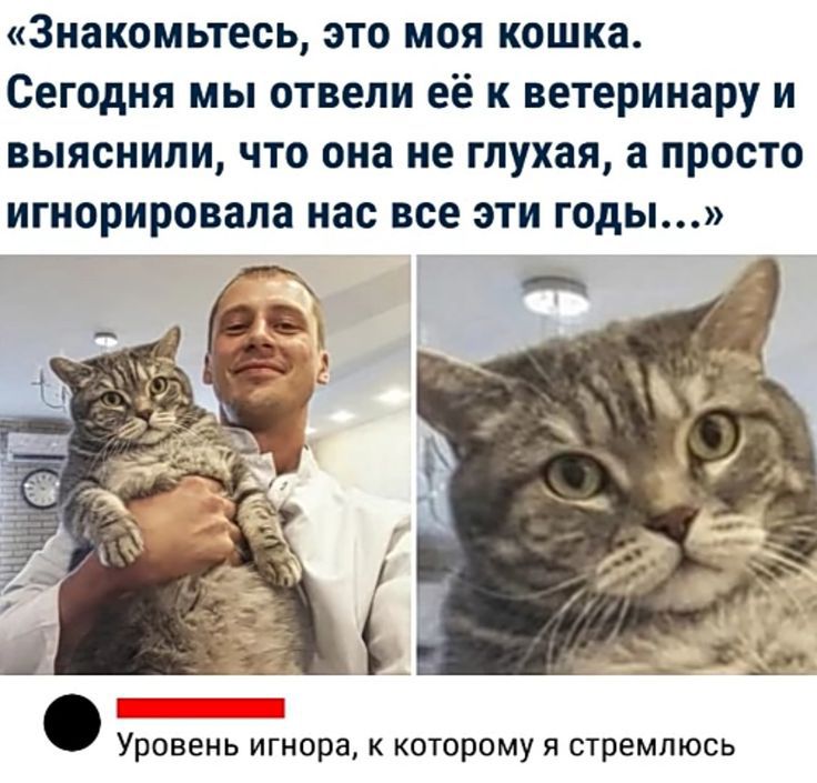 знакомьтесь это моя кошка Сегодня мы отвели её к ветеринару и выяснили что она не глухая а просто игнорировала нас все эти годы Уровень игнора к которому я стремлюсь