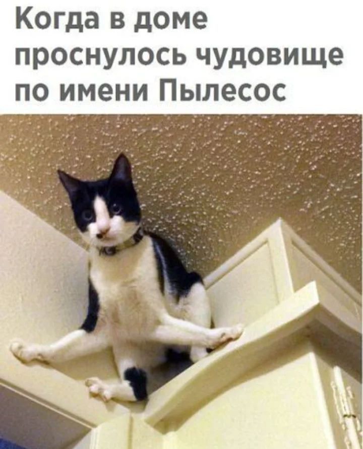 Когда в доме проснулось чудовище по имени Пылесос