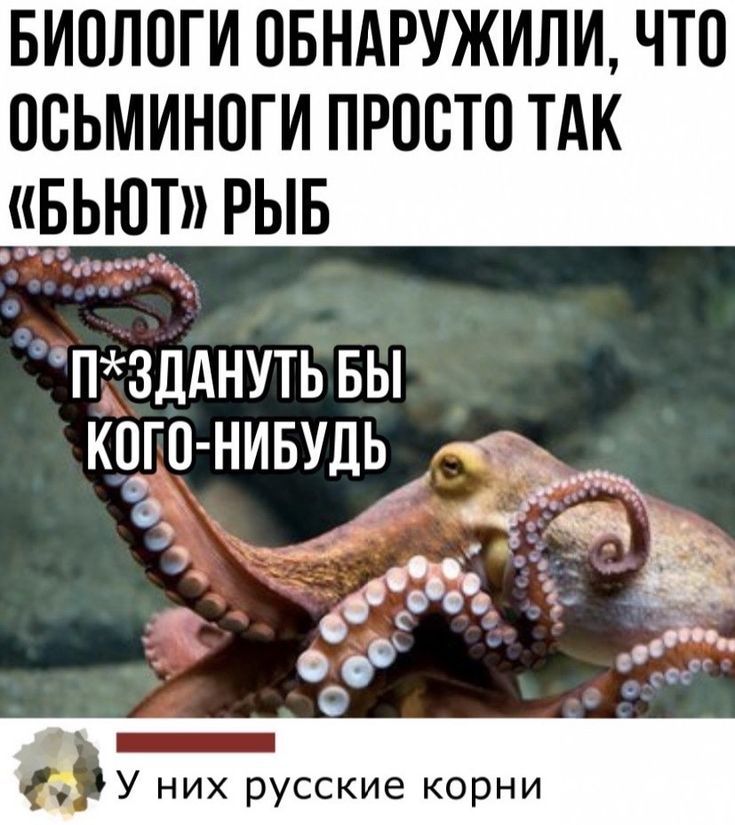БИ0Л0ГИ ОБНАРУЖИЛИ ЧТО ПСЬМИНПГИ ПРПСТВ ТАК БЬЮТ РЫБ п3дднутызы кого нивудь о с и 1 _ У них русские корни