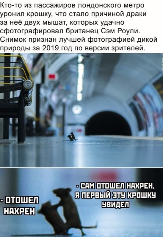 Кто то из пассажиров лондонского метро ронип крошку что стало причиной драки а неё двух мышат которых удачно фотографировал британец Сэм Роупи Снимок признан лучшей фотографией дикой природы за 2019 год по версии зрителей ППМ ПТПШЕП НПХРЕН Я ПЕЕБЫЙ ЗТ КРПШК ПТПШЕЛ НЕИДЕЛ НПХРЕН