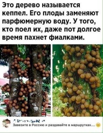 Это дерево называется кеппел Его плоды заменяют парфюмерную воду У того кто поел их даже пот долгое время пахнет фиалками 1 ъм _ з Россию раша айк мэпшрупп