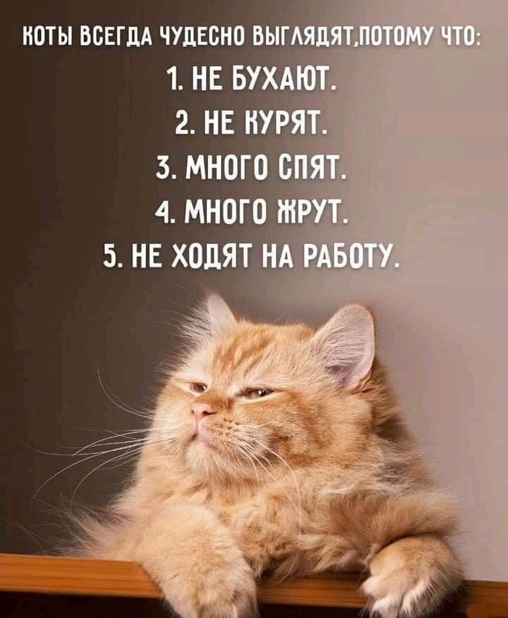 иоты всвгм чудесно выгмі 1 НЕ БУХАЮ 2 НЕ НУРЯ 3 много с М 4 МНПГО
