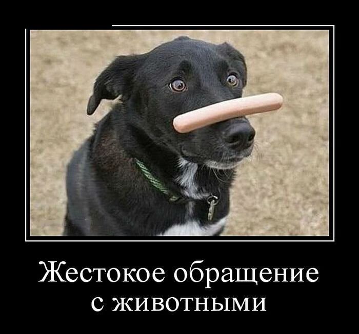 Жестокое обращение с животными