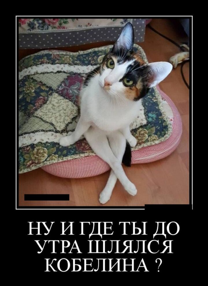 НУ И ГДЕ ТЫ ДО УТРА ШЛЯЛСЯ КОБЕЛИНА