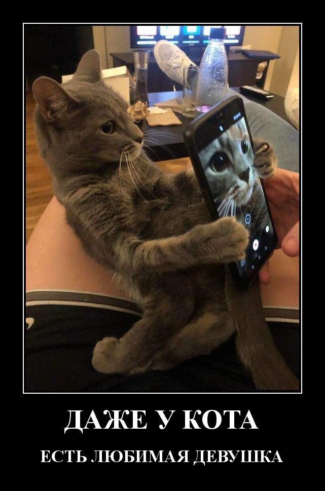 ДАЖЕ У КОТА ЕСТЬ ЛЮБИМАЯ ДЕВУШКА