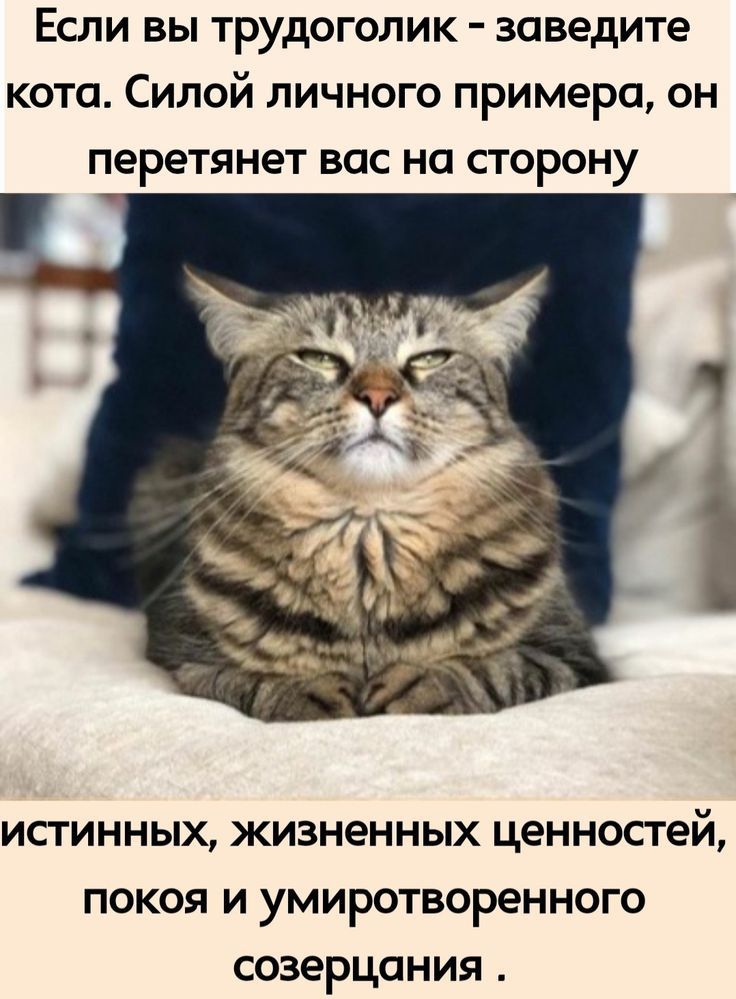Если вы трудоголик заведите кота Силой личного примера он перетянет вас на сторону истинных жизненных ценностей покоя и умиротворенного созерцания