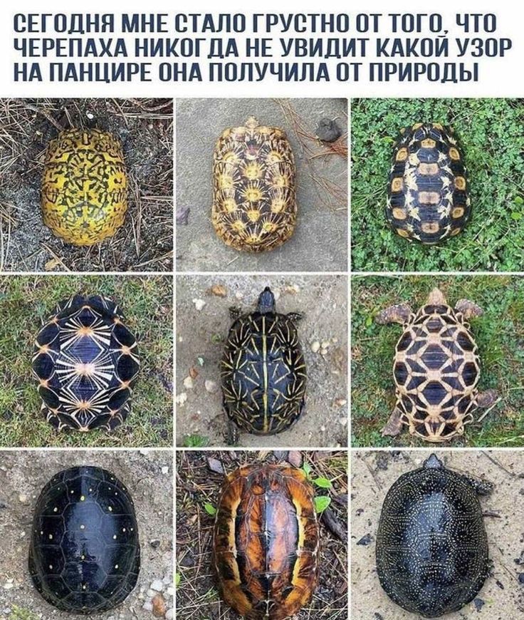 СЕГОДНЯ МНЕ СТАЛО ГРУОТНО ОТ ТОГО ЧТО ЧЕРЕПАХА НИКОГДА НЕ УВИЦИТ КАКОИ УЗО НА ПАНЦИРЕ ПНА ПОЛУЧИЛА ОТ ПРИРОДЫ