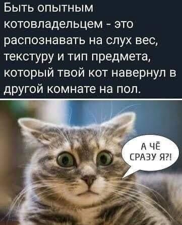 БЫТЬ ОПЫТНЫМ котовладельцем это распознавать на слух вес текстуру и тип предмета который твой кот навернул в другой комнате на пол А ЧЁ СРАЗУ Я