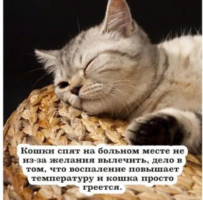 том что воспаление повьппаст температуру ш прогто Э _ гр _ А пд желпя пыль чить дп лп п _