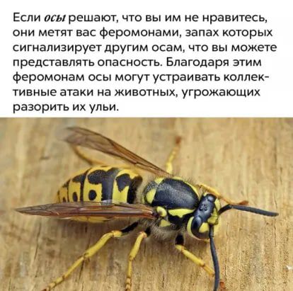 Если мы решают что вы им не нравитесь они метят вас Феромонами запах которых сигнализирует другим осам что вы можете ПРЕДПЗВЛЯУЬ ОПВСНОСТЬ БЛЭГодВрЯ ЭТИМ феромонам осы могут устраивать коллек ТИВНЫЕ ЭТВКИ на ЖИВОТНЫХ УГРОЖЭЮЩИХ разорить их ульи