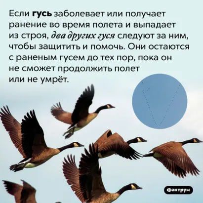 Если гусь заболевает или получает ранение во время полета и выпадает из строя дви других дт следуют за ним чтобы защитить и помочь Они остаются с раненым гусем до тех пор пока он не сможет продолжить полет или не умрёт