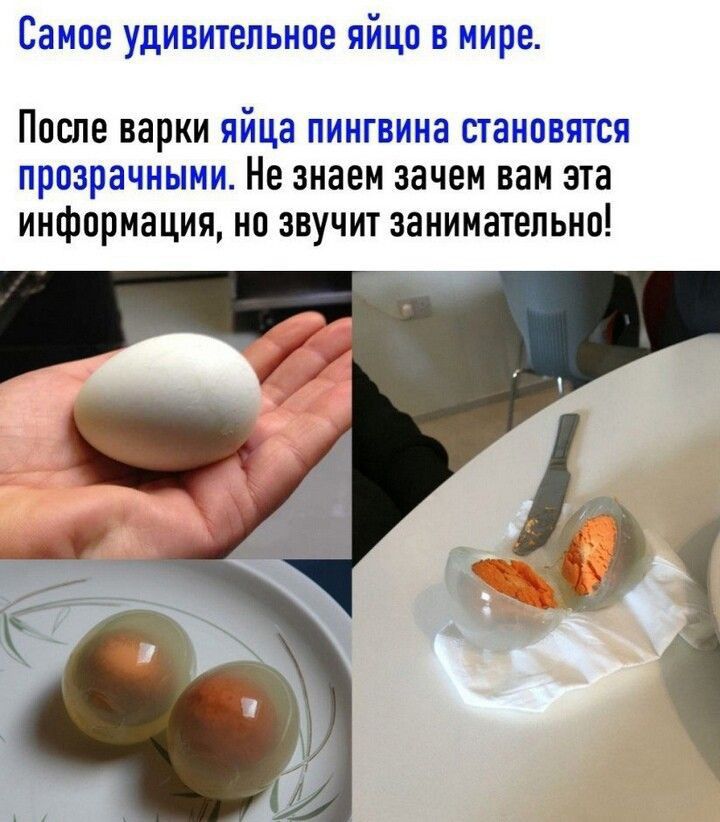 Самое удивительное яйца в мире Ппспе варки яйца пингвина становятся прозрачными Не знаем зачем нам эта информация на звучит занимательно