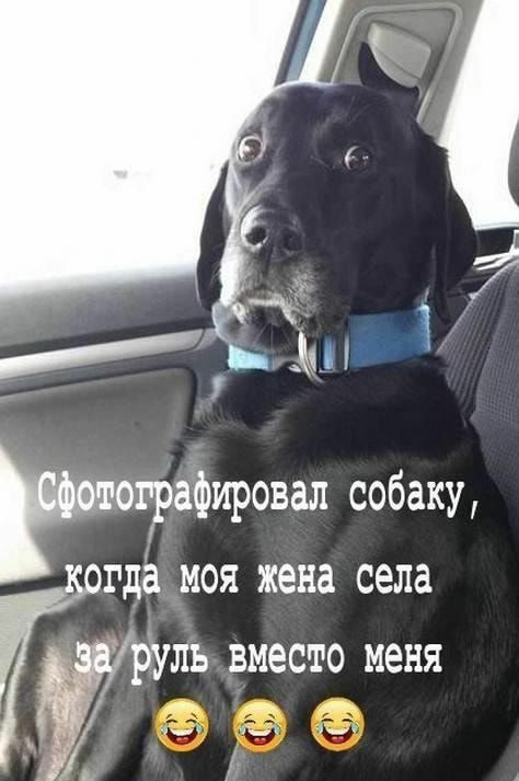 Ритуафировал собаку где моя жена села руль вместо меня ______