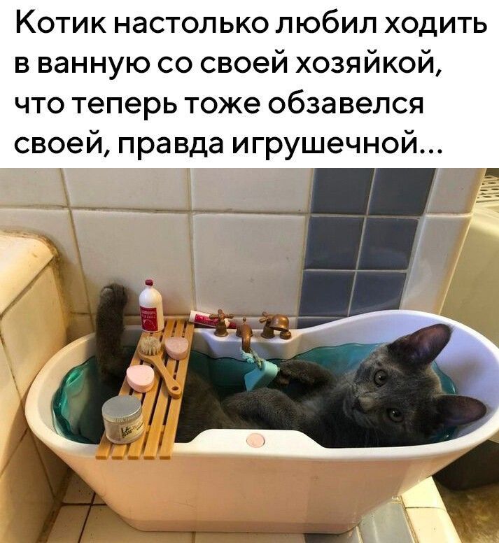 Котик настолько любил ходить в ванную со своей хозяйкой что теперь тоже обзавелся своей правда игрушечной