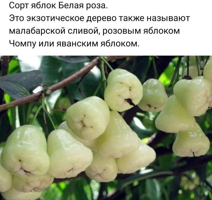 Сорт яблок Белая роза это экзотическое дерево также называют мапабарской сливай розовым яблоком Чомпу или яванским яблоком