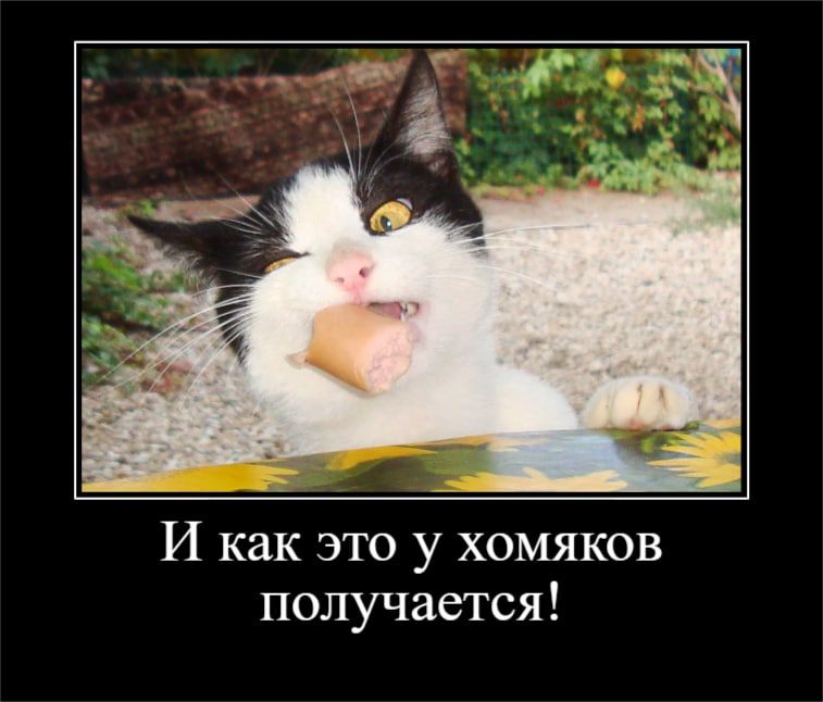И как это у хомяков получается