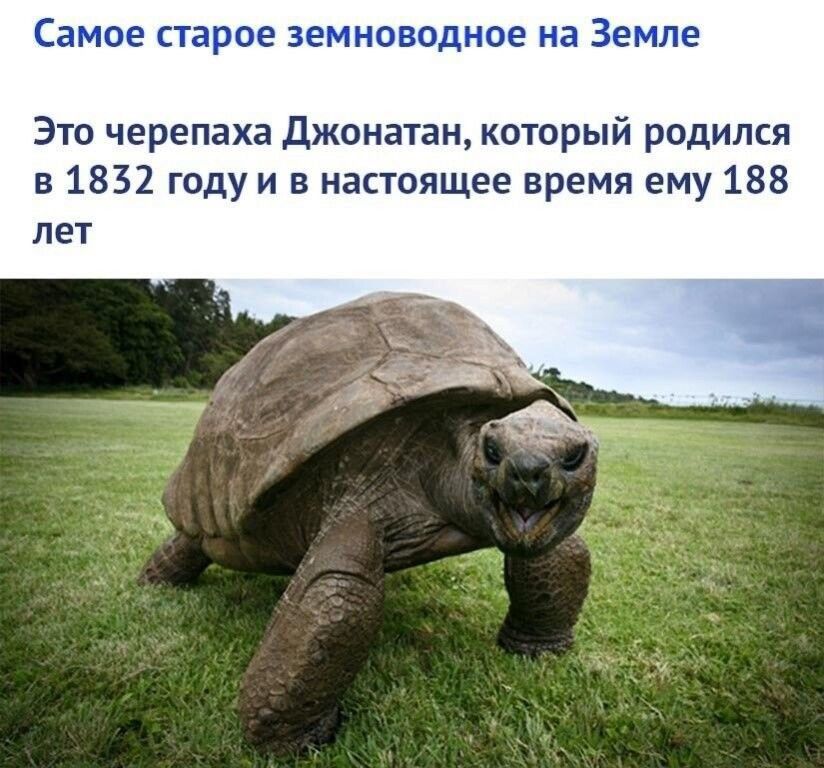 Самое старое зе неводное на Земле Это черепаха Джонатан который родился в 1832 году и в настоящее время ему 188