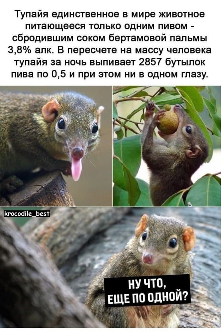 Тупайя единственное в мире животное питающееся только одним пивом сбродившим соком бертамовой пальмы 38 впк В пересчете на массу человека тупайя за ночь выпивает 2857 бутылок пива по 05 и при этом ни в одном глазу тсааае ьія