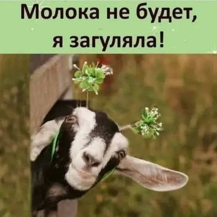 Молока не будет я загуляла Е