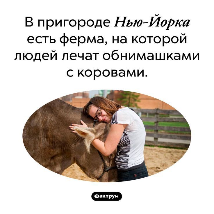 В пригороде Нью Йорка есть ферма на которой людей лечат обнимашками с коровами