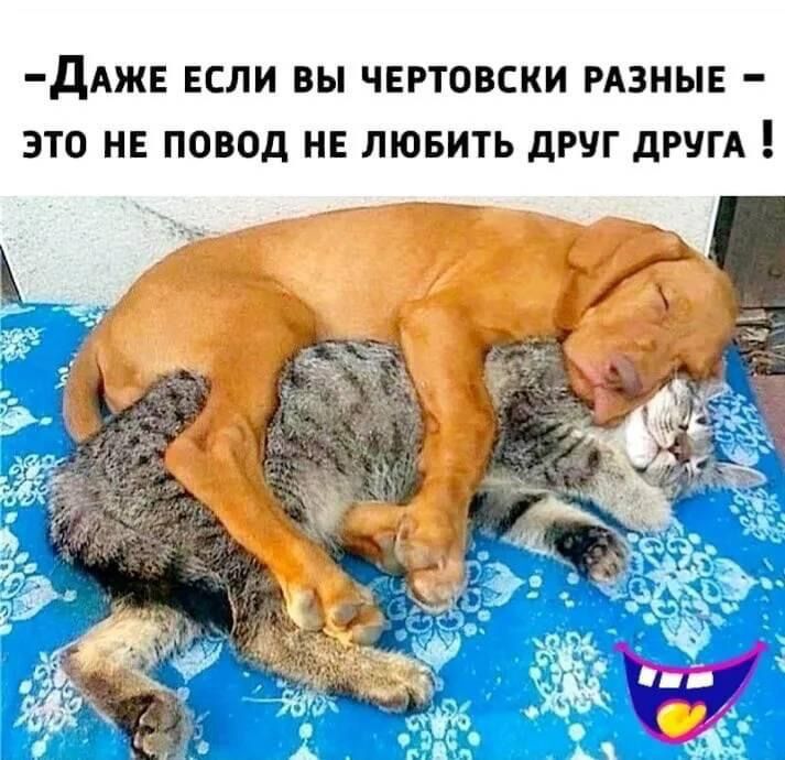 дАЖЕ ЕСЛИ ВЫ ЧЕРТОВСКИ РАЗНЫЕ ЭТО НЕ ПОВОД НЕ ЛЮБИТЬ дРУГ дРЧГА