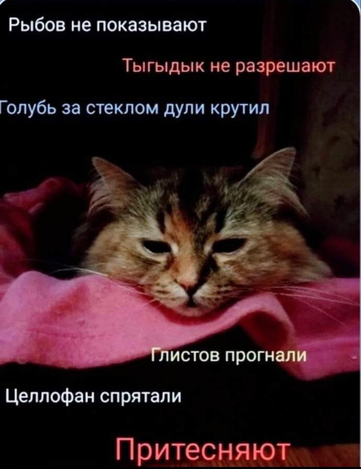 Рыбов не показывают ТЫГЫДЫК не разрешают Голубь за стеклом дули крутил Цеплофан спрятали Притесняют