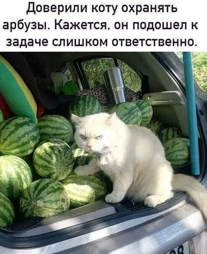 Доверили коту охранять арбузы Кажется он подошел к задаче слишком ответственно