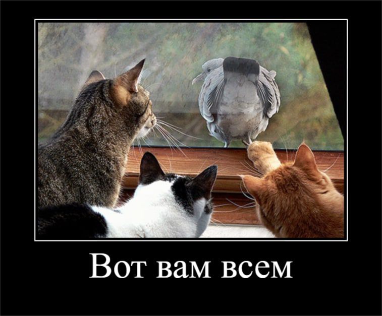 Вот вам всем
