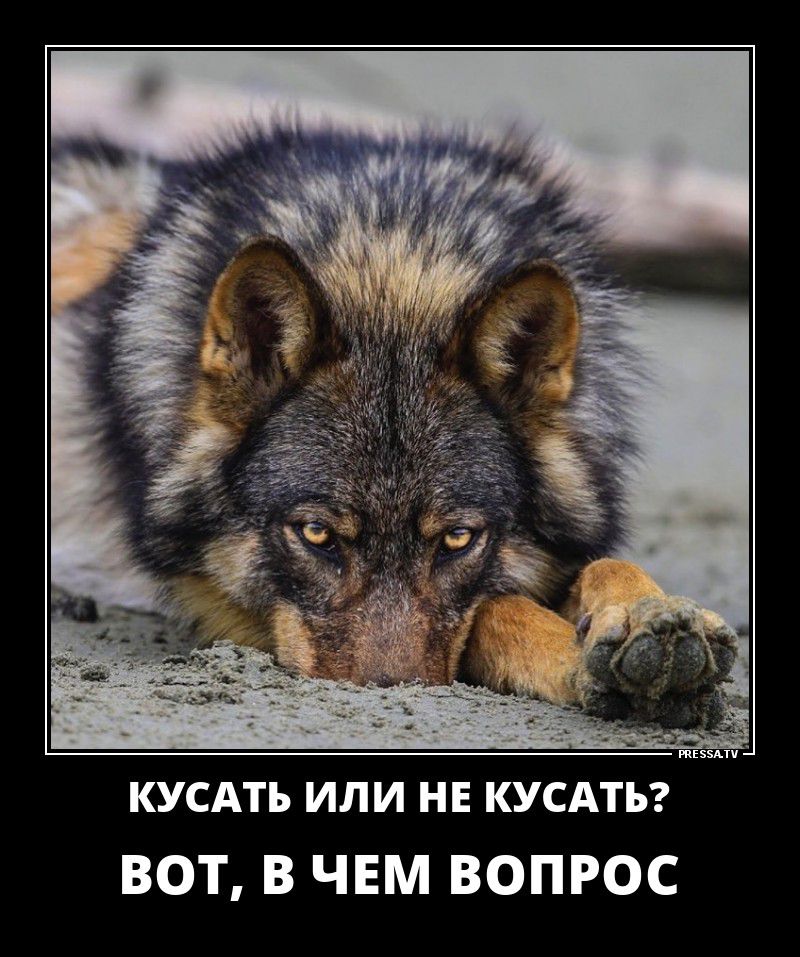 кусдть или НЕ кусдтьг ВОТ в ЧЕМ ВОПРОС