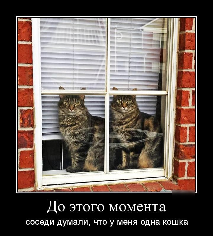 До этого момента соседи думали ЧТО у МЕНЯ одна кошка