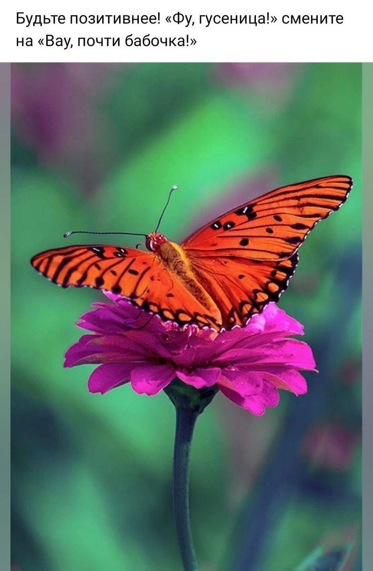 Будьте позитивнее Фу гусеница смените на Вау почти бабочка