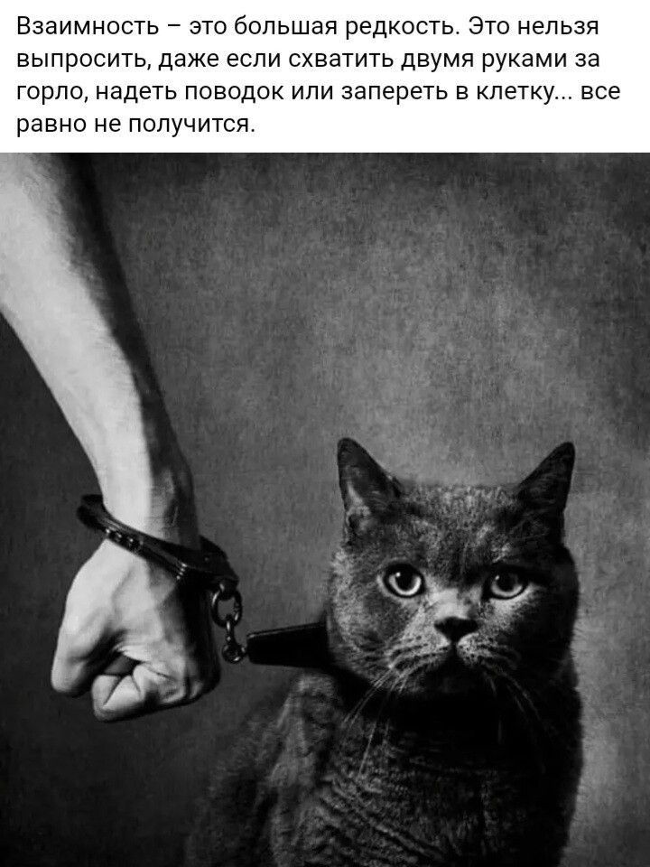 Взаимнопь это большая редкоыь Это нельзя выпросить даже если схватить двумя руками за горло надеть поводок или запереш в клетку все равно не получится