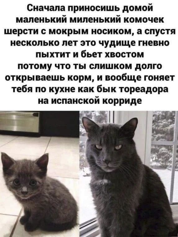 Сначала приносишь домой маленький миленький комочек шерсти мокрым носиком а спустя несколько лет это чудище гневно пыхтит и бьет хвостом потому что ты слишком долго открываешь корм и вообще гоняет тебя по кухне как бык тореадор на испанской корриде Ёж