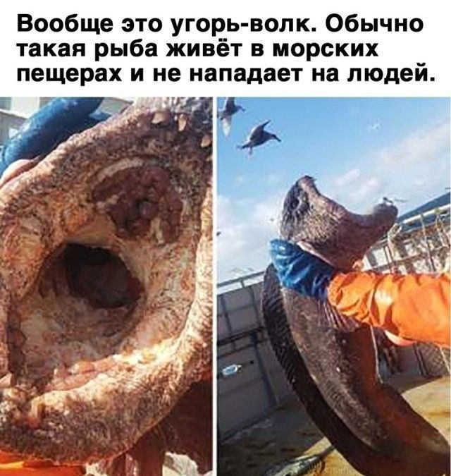 Вообще это угорь волк Обычно такая рыба живёт в морских пещерах и не нападает на людей