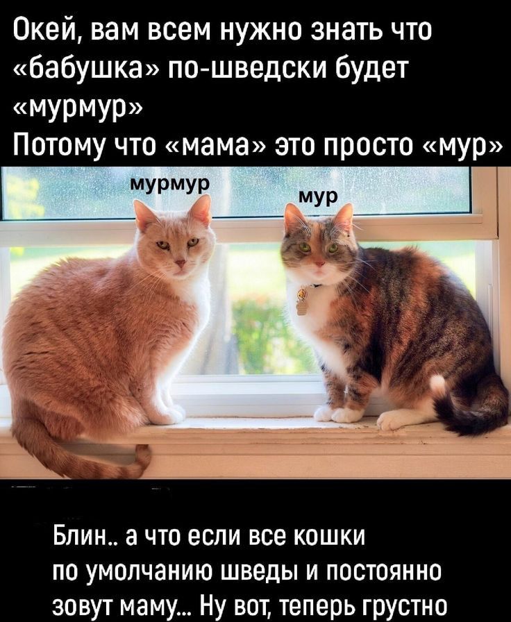 Окей вам всем нужно знать что бабушка пошведски будет МУрМур Потому что мама это просто мур мурмур А __ Блин а что если все кошки по умолчанию шведы и постоянно зовут маму Ну вот теперь грустно