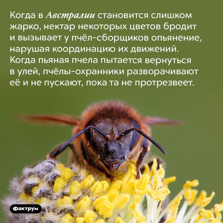 Когда в Австралии становится слишком жарко нектар екморых цветов бродит и вызывает у пчёл сборщиков опьянение нарушая координацию их движений Когда пьяная пчела пытается вернуться в улей пчёлы охранники разворачивают её и не пускают пока та не протрезвеет