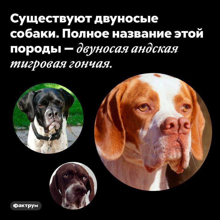Существуют двуносые собаки Полное название этой породы двуновая андская тигровдя гончая пт
