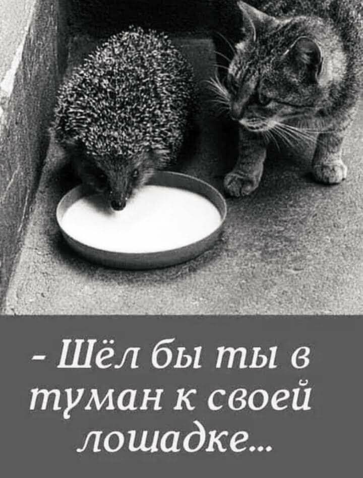 Шёл бы ты в туман к своей лошадке