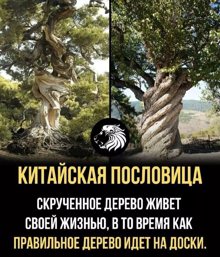 КИТАЙСКАЯ ППСЛПВИЦА БКРУЧЕННПЕ дЕРЕВП ЖИВЕТ СВПЕЙ ЖИЗНЬЮ В П ВРЕМЯ КАК ПРАВИЛЬНОЕ ДЕРЕВО ИДЕТ НА ДОСКИ
