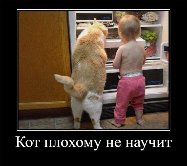 Кот плохому не научит